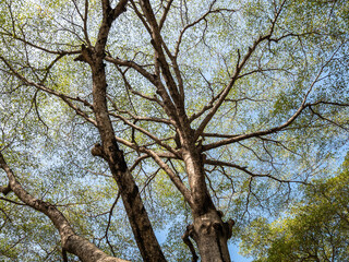 The canopy of the Ivory Coast almond (Terminalia ivorensis Chev.) in the public park.