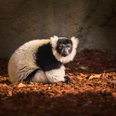 Fototapeta premium Cute lemur with a long beautiful tail. 