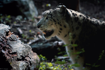 Leopardo delle Nevi (Panthera uncia) - Snow Leopard