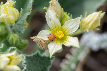 Melon ladybug (Henosepilachna argus) on a flower of a 