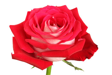 Big red rose on white background. Closeup. Side view