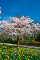 Fototapeta premium Beautiful outdoor scenery. Spring landscape