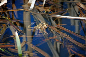 Common toads in the pond during the breeding season