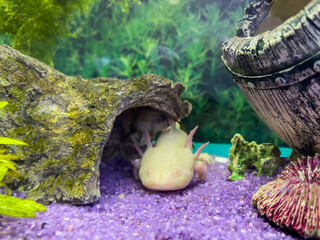 Underwater Axolotl portrait in an aquarium. Ambystoma mexicanum. Mexican walking fish