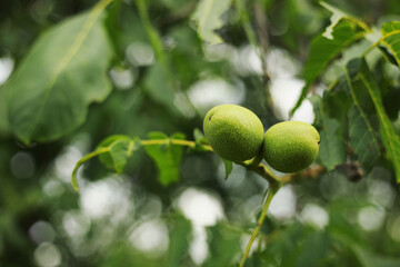 Green walnut yaoung fruits ripening on the tree with leaves, natural agricultural background