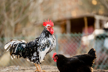Rooster standing on chicken free range farm.