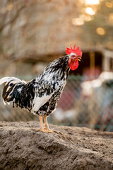 Rooster standing on chicken free range farm.
