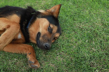 Portrait of young adult german shepherd dog lying on grass in city park