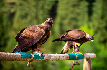 Golden eagle close up. The eagle sits on a perch against the backdrop of green mountains. The bird of prey hunts its prey. Falcon hunting. National tradition of Asia. Kazakhstan