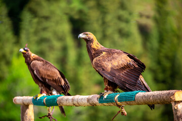 Golden eagle close up. The eagle sits on a perch against the backdrop of green mountains. The bird of prey hunts its prey. Falcon hunting. National tradition of Asia. Kazakhstan