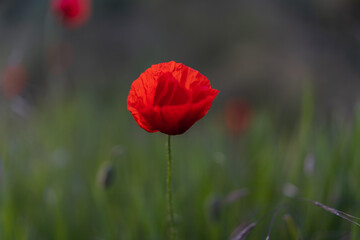 Red poppy seed macro photography