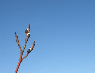 willow buds on a blue sky background