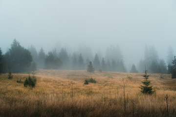 Foggy forest view