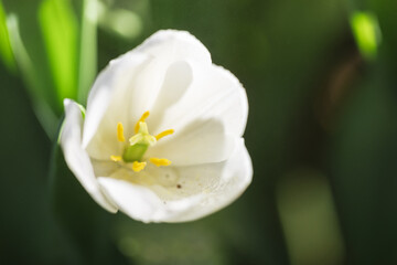 Fototapeta na wymiar White Tulip flower in close up