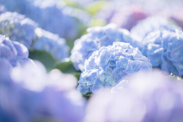 Hydrangea flower in close up with sunlight