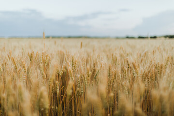 Wheat Field. Ears of wheat 