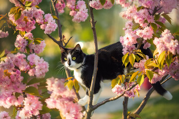 Black and white cat on a tree. Blooming Sakura tree.