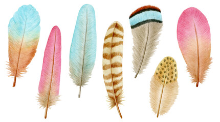 Watercolor feathers, isolated on white background. 