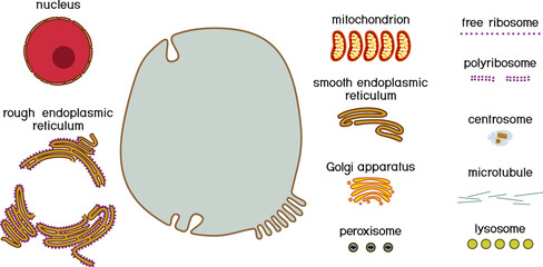 Educational game: assembling animal cell from ready-made components in form of stickers. Educational material with animal cell structure for biology lesson