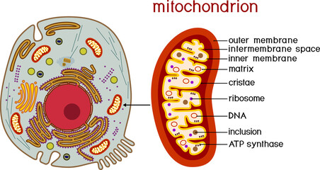 Structure of Animal cell and mitochondrion. Educational material for biology lesson - obrazy, fototapety, plakaty