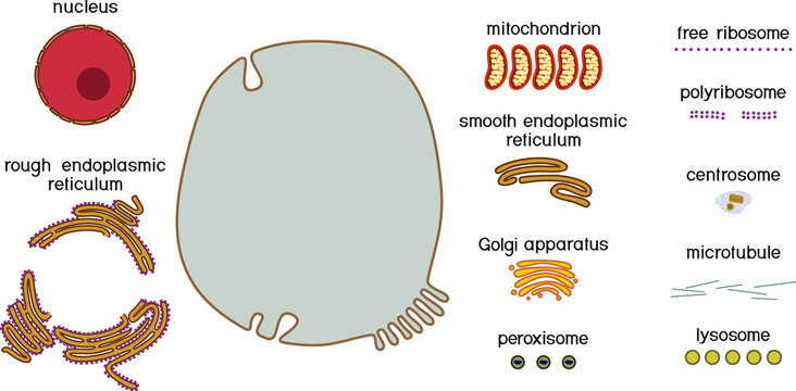 Educational game: assembling animal cell from ready-made components in form of stickers. Educational material with animal cell structure for biology lesson