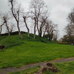 Obraz premium tree in the park