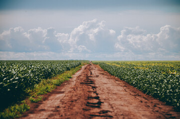 dirt road cutting through soybean plantation, blu sky