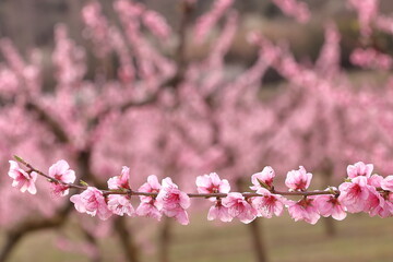 BRANCH OF A PEACH TREE FULL OF PINK BLOSSOMS IN SPRING