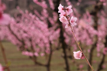 PEACH BLOSSOMS SURROUNDED BY PEACH TREES WITH THOUSANDS OF PINK BLOSSOMS IN SPRING