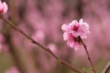 PEACH BLOSSOM IN SPRING IN A FIELD WITH PEACH TREES