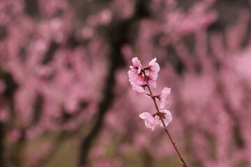 SMALL BRANCH WITH PEACH BLOSSOMS IN SPRING