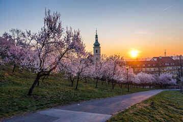 View over Prague skyline from Petrin hill at spring. Petrin hill at sunrise.