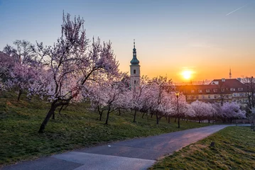 Fototapeten Prag View over Prague skyline from Petrin hill at spring. Petrin hill at sunrise.  © Lukas