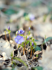 Close-up of a tiny wild flower with a beautiful delicate canal flower.