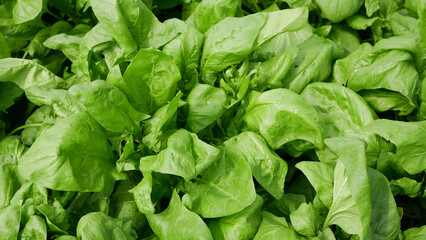 Spinach Spinacia oleracea seedlings growing fresh farm in field plant farming. Young leaves leaf leafy green in rows, agriculture Czech bio organic close up detail vegetable, source vitamins iron