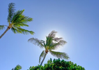 palm trees and blue sky in hawaii