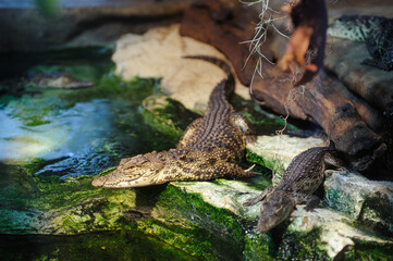 Small crocodiles basking on the rocks near the water in the terrarium.