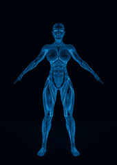 female bodybuilding in muscle maps in white background