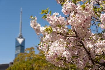 百道中央公園の桜E