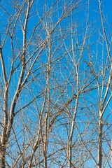 tree in winter, tree branches on the background of blue sky