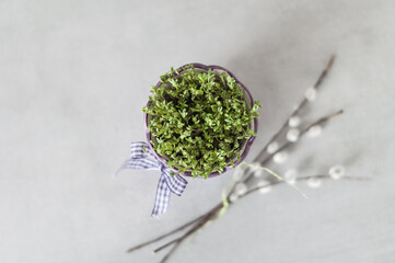 Young shoots of watercress in a ceramic pot and a bunch of willow twigs on a gray background.