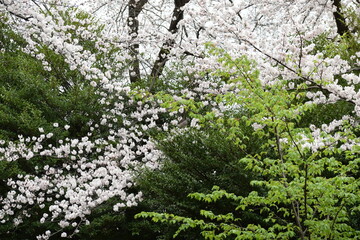 green moss background
