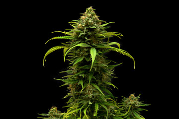 Marijuana plant auto flowering critical jack on black background