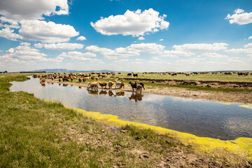 landscape with river