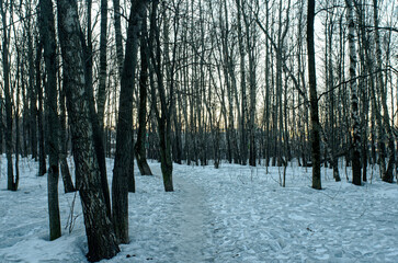 path through the forest on a winter day