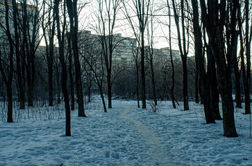 path through the forest on a winter day