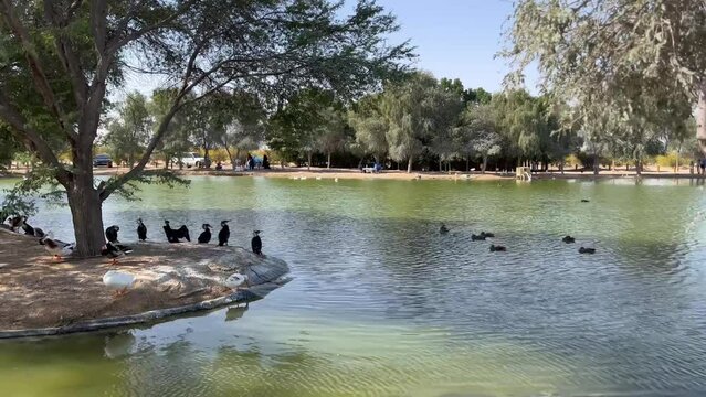 Main lake at Al qudra lakes