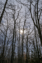 Cole Creek Trailhead in Laclede County MO