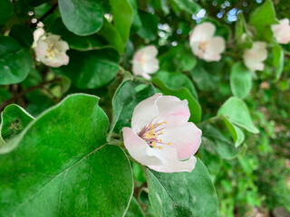 Blooming flower on a wild quince tree. Spring nature background.