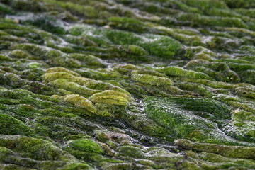 Algae on Iowa Pond